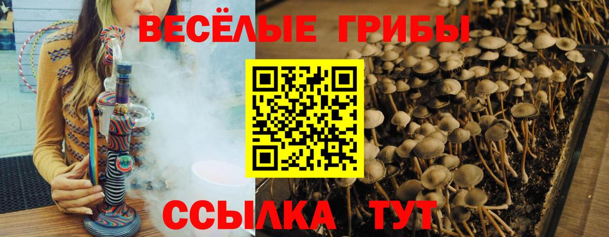 Псилоцибиновые грибы GOLDEN TEACHER Светлоград